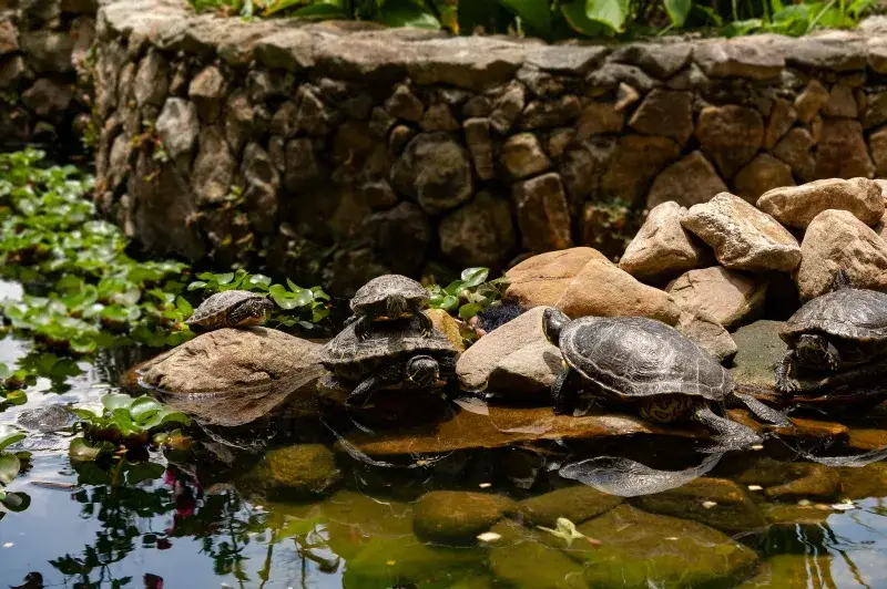 A serene scene of tortoises basking by a pond in a garden setting, Mérida, Venezuela.