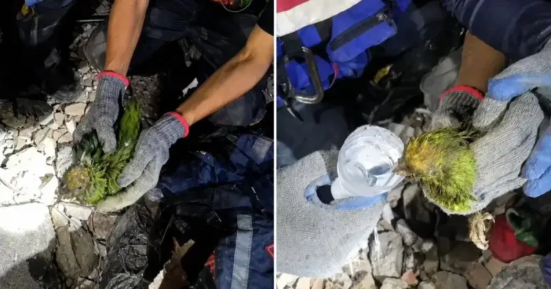 Muere Panchita tras siete días entre escombros en La Guaira