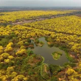 Llegó la “primavera amarilla” al Jardín Botánico de Maracaibo