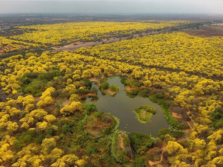 Llegó la “primavera amarilla” al Jardín Botánico de Maracaibo