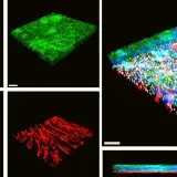 Un chip con tejido cardíaco abre una vía contra la cardiotoxicidad