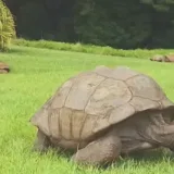 Jonathan, la tortuga más longeva del mundo, recibe nueva distinción de Guinness