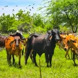 Censo ganadero en el Zulia supera los 7.800 predios registrados