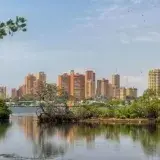 Maracaibo impulsa nueva ordenanza para fortalecer la arborización urbana