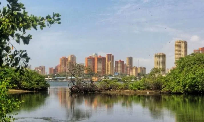 Maracaibo impulsa nueva ordenanza para fortalecer la arborización urbana