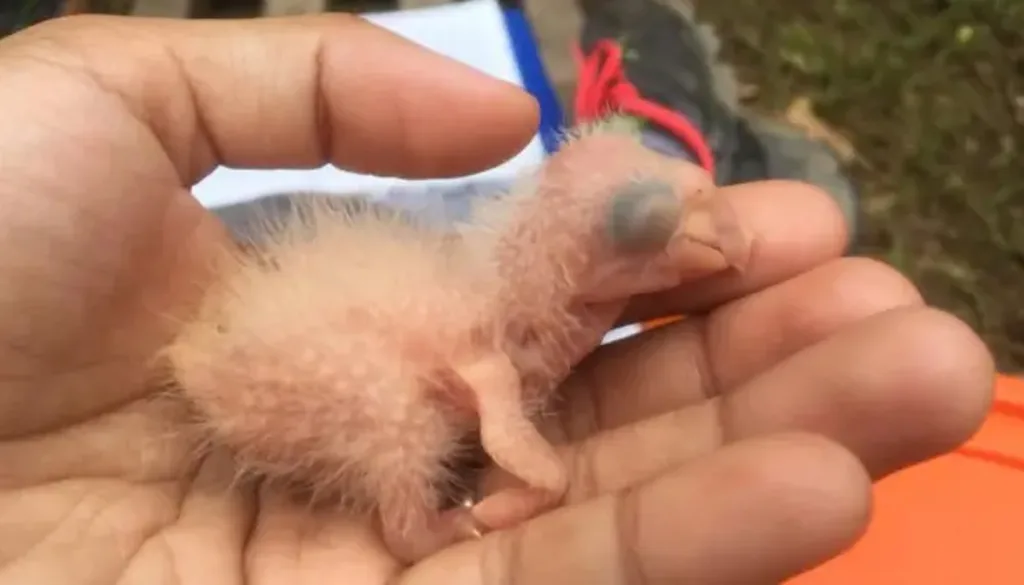 Científicos salvan crías de guacamayas rojas en la Amazonía peruana