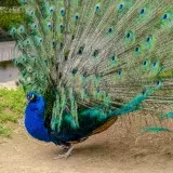 Majestic peacock showcasing its colorful plumage in an outdoor setting in Boston, Massachusetts.