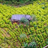 Cultivos de coca en Colombia rompen récord con 230 mil hectáreas en 2022