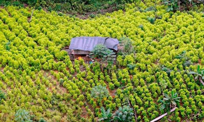 Cultivos de coca en Colombia rompen récord con 230 mil hectáreas en 2022