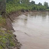 
			Posible desbordamiento del Río Zulia amenaza la producción láctea nacional		