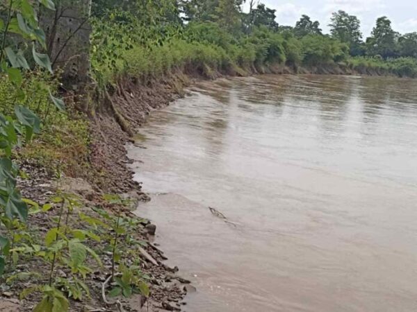 Posible desbordamiento del Río Zulia amenaza la producción láctea nacional