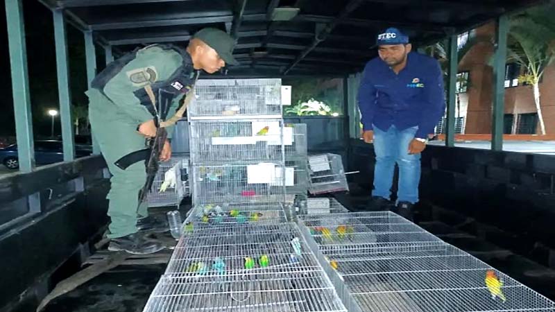 Rescatadas 89 aves exóticas y detenido un hombre en Caracas