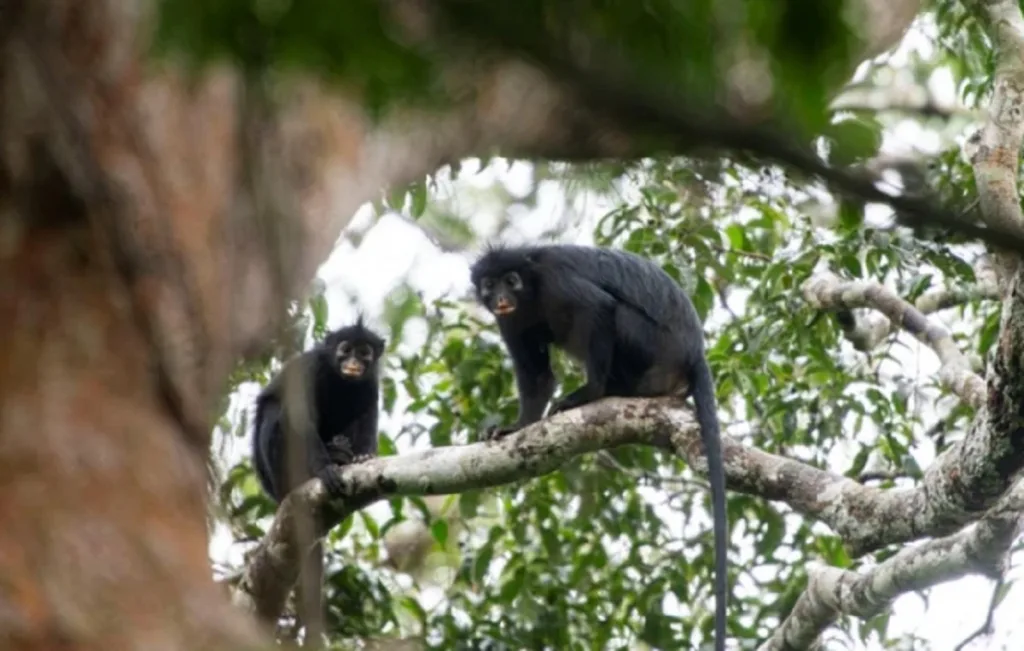 Confirman en el Congo una nueva especie de mono de labios naranjas