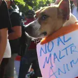 Consulta pública de ley contra el maltrato animal iniciará el 11 de marzo