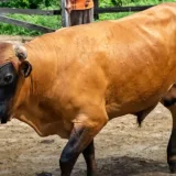El Zulia al rescate del ganado Criollo Limonero