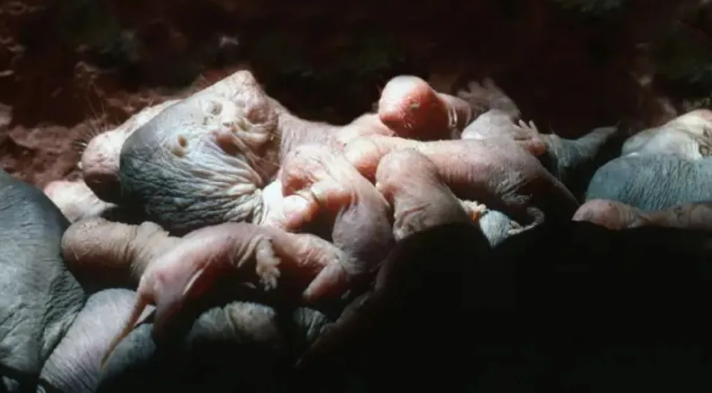 La rata topo desnuda usa un aroma para frenar la reproducción