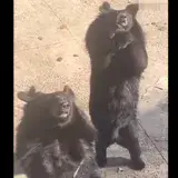 
			VIDEO: Un oso causa asombro en un zoo de China al imitar los pasos de un baile viral de TikTok		