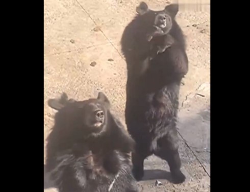 VIDEO: Un oso causa asombro en un zoo de China al imitar los pasos de un baile viral de TikTok