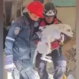 Bomberos rescatan con vida a un perro en Tanaguarenas