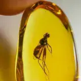 
			Fósil revela que mosquitos machos también chupan sangre		