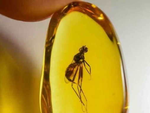 
			Fósil revela que mosquitos machos también chupan sangre		