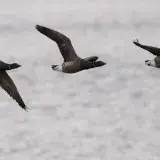 Three Brent geese in synchronized flight over a serene body of water.