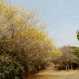 Florecen solo algunos curarires del Jardín Botánico por escasa lluvia