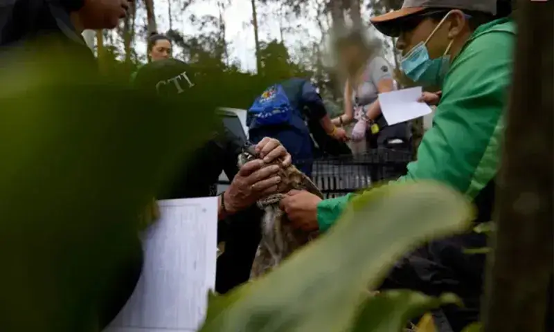 Condenan a 13 personas a 31 meses de cárcel por pelea de perros en Colombia