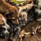 Denuncian presunto maltrato animal en una casa de San Francisco