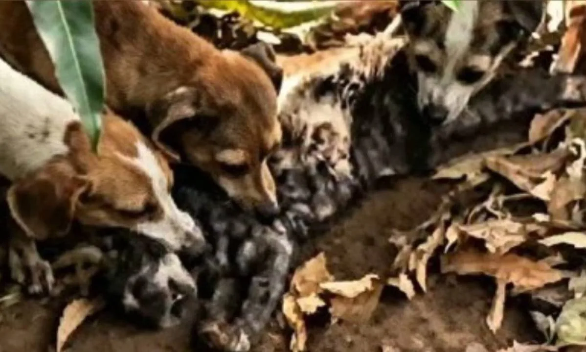 Denuncian presunto maltrato animal en una casa de San Francisco