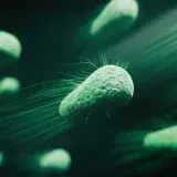 Ciclosporiasis: más de mil casos de diarrea en EE. UU