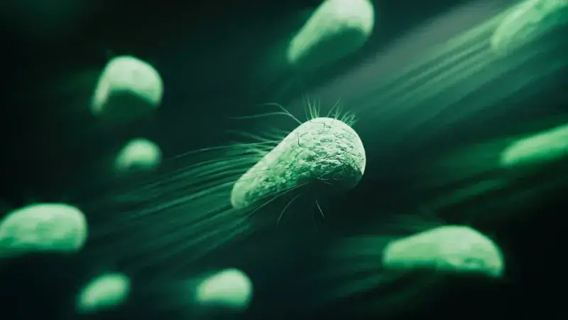 Ciclosporiasis: más de mil casos de diarrea en EE. UU