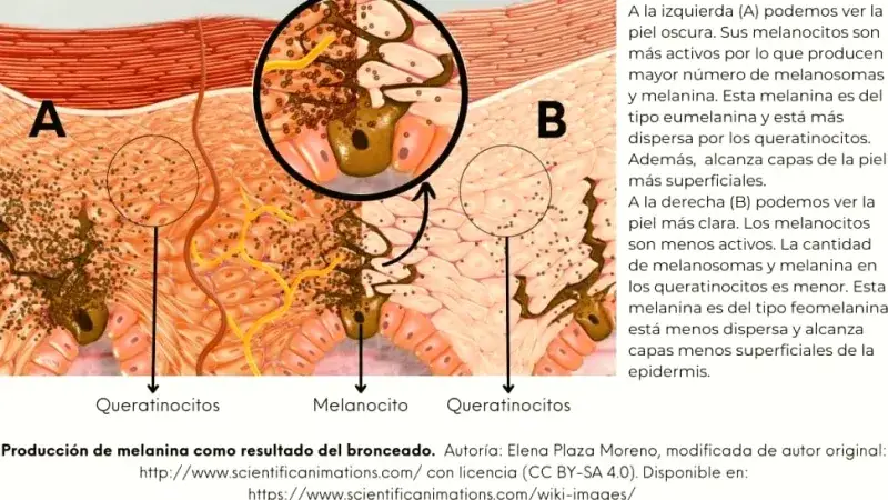 La melanina explica por qué unos se broncean y otros no