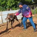 Maracaibo vacunó 4.370 animales y superó su marca previa contra la fiebre aftosa
