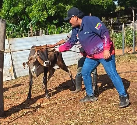 Maracaibo vacunó 4.370 animales y superó su marca previa contra la fiebre aftosa