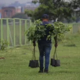 Sembraron 300 plantas en la plaza El Gaitero