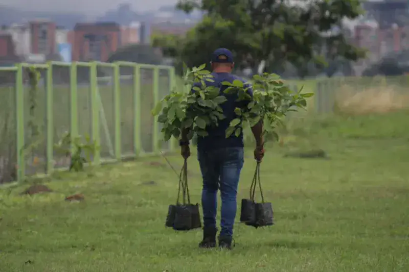 Sembraron 300 plantas en la plaza El Gaitero