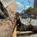 Impacto vehicular destruye árbol centenario en El Milagro