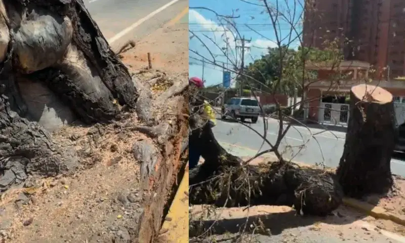Impacto vehicular destruye árbol centenario en El Milagro
