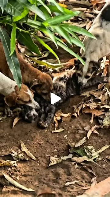 Publicación de Instagram de MAPACHE ECOAVENTURA