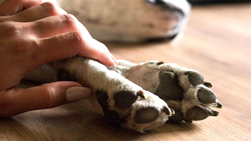 Cicpc arresta a sexagenario implicado en muerte de 12 mascotas