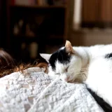 Napping longer than 30 minutes linked to higher risk of obesity and high blood pressure