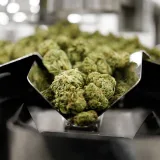 Cannabis has no clear effect on treatment of opioid addiction, study finds