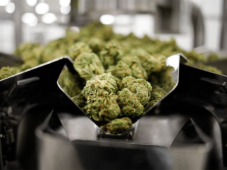 Cannabis has no clear effect on treatment of opioid addiction, study finds
