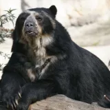 Avistan otro oso frontino, esta vez en Mérida