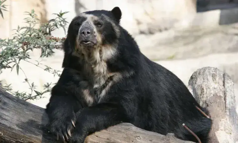 Avistan otro oso frontino, esta vez en Mérida