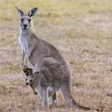 A kangaroo with a joey in its pouch, captured in Bonnie Doon, Australia. Natural habitat.