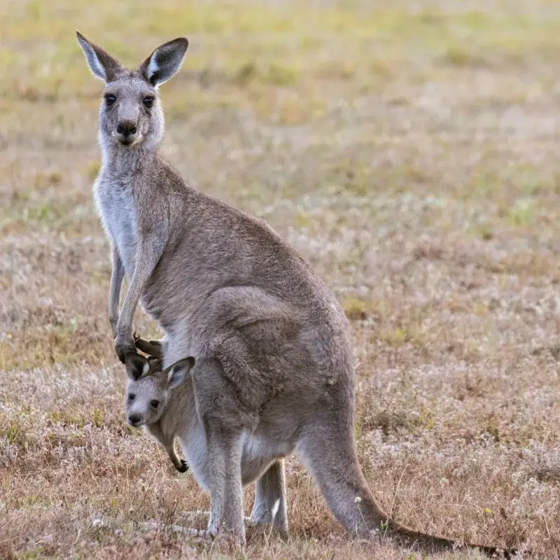 A kangaroo with a joey in its pouch, captured in Bonnie Doon, Australia. Natural habitat.