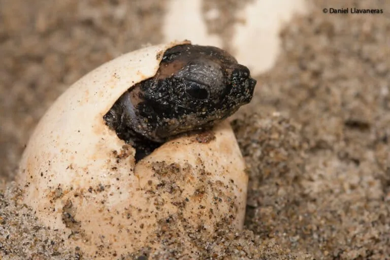 Proyectos en América Latina buscan salvar especies marinas