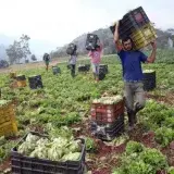 Unificación cambiaria alterará costos agrícolas y daría más previsibilidad al campo